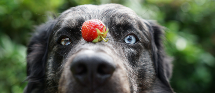 duerfen-hunde-erdbeeren-essen duerfen-hunde-erdbeeren-essen