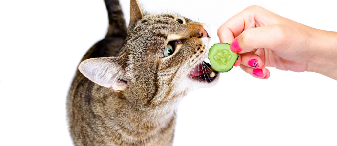 duerfen-katzen-gurken-essen duerfen-katzen-gurken-essen