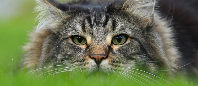 Hochwertige Schonkost für Katzen mit Nierenproblemen