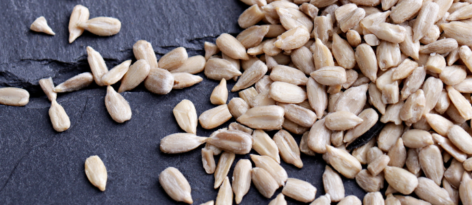 duerfen-hunde-sonnenblumenkerne-essen