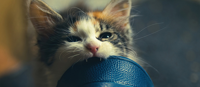 Was kann ich tun wenn meine Katze klaut Was kann ich tun wenn meine Katze klaut