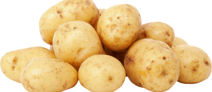 duerfen-hunde-kartoffeln-essen duerfen-hunde-kartoffeln-essen