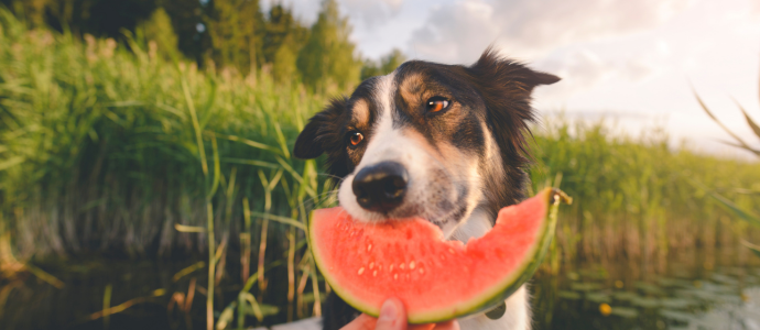 duerfen-hunde-wassermelone-essen duerfen-hunde-wassermelone-essen