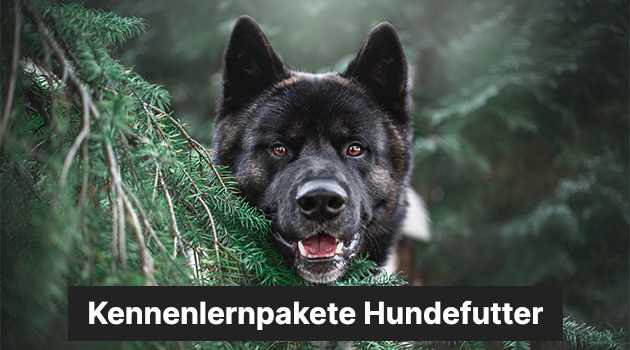 Hundefutter von SALiNGO kennenlernen