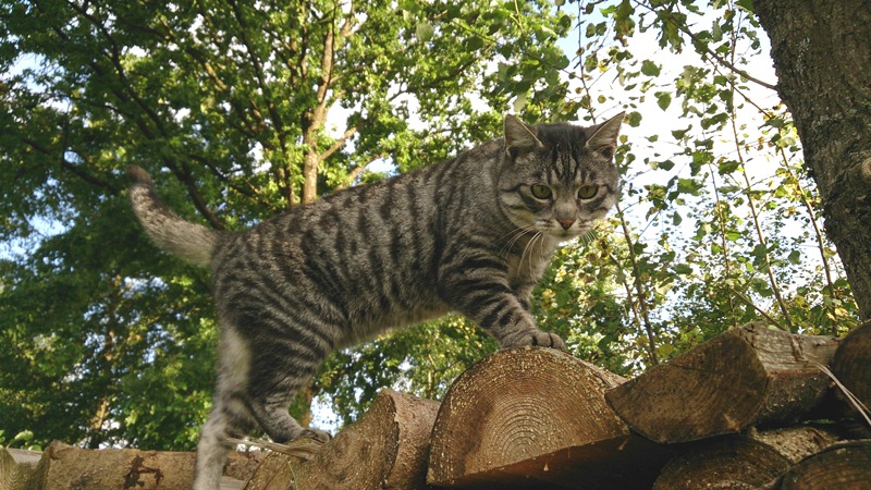 Natürliches Futter für Katzen