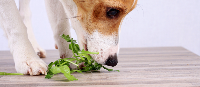 duerfen-hunde-salat-essen