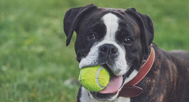 Hund fängt Ball