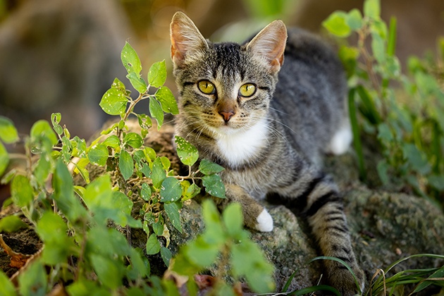 Die Hauskatze hat ihren Ursprung in der Natur