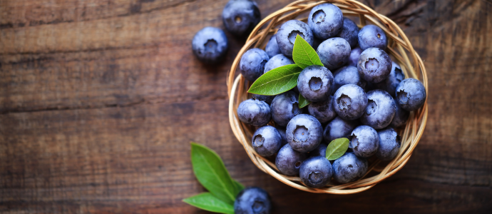 duerfen-hunde-blaubeeren-essen duerfen-hunde-blaubeeren-essen