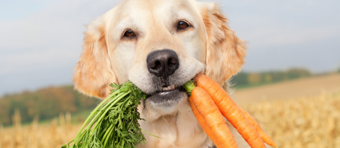 duerfen-hunde-karotten-essen