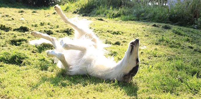 Koennen-Hunde-Sonnenbrand-bekommen