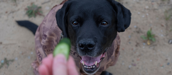 duerfen-hunde-gurken-essen duerfen-hunde-gurken-essen