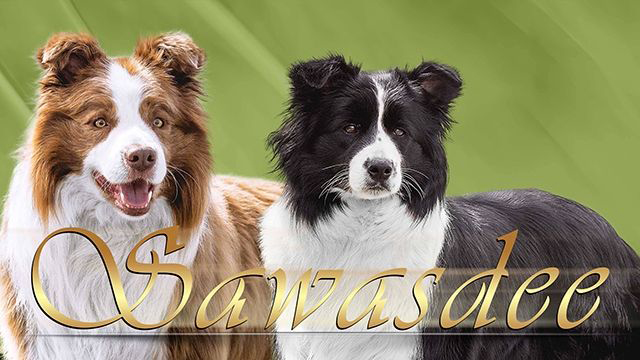 Sawasdee Hundezucht