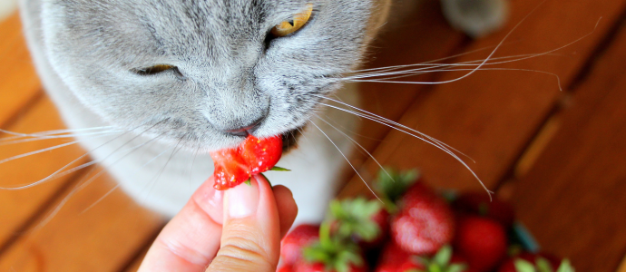 duerfen-katzen-erdbeeren-essen