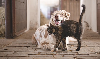 Beratung bei Fragen zu Futter für Hunde und Katzen
