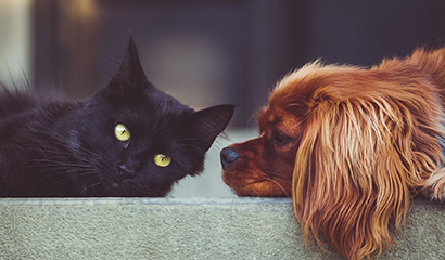 Neukundenrabatt, Hund und Katze liegen auf Sofa