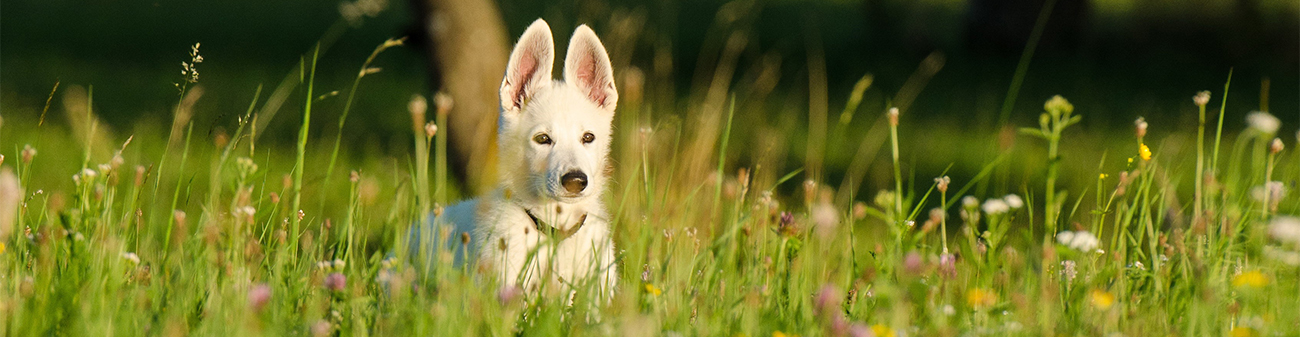 Welpe im Gras