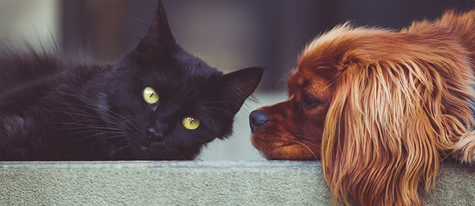 Futtermittelallergie bei Hund und Katze