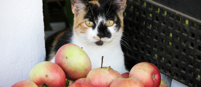 duerfen-katzen-apfel-essen