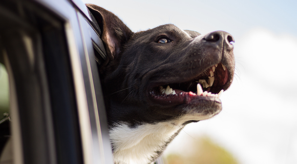 Hundefutter von SALiNGO testen