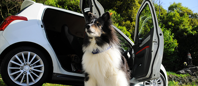 Das Auto ist eine Hitzefalle für Hunde Das Auto ist eine Hitzefalle für Hunde