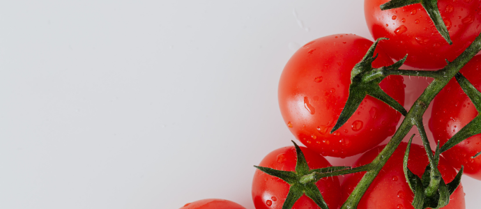 duerfen-katzen-tomaten-essen