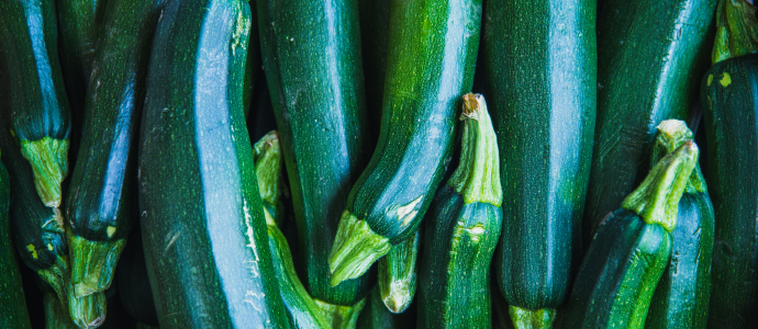 duerfen-hunde-zucchini-essen