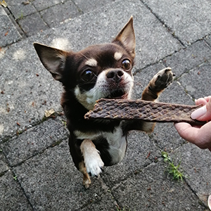 Bürohund Willow