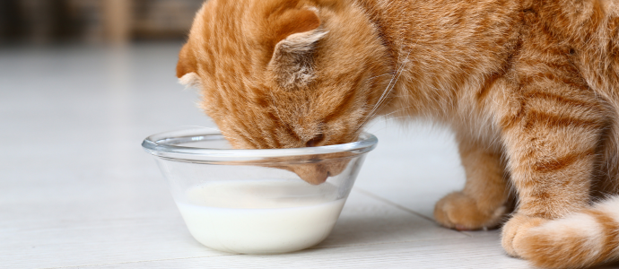 duerfen-katzen-milch-trinken