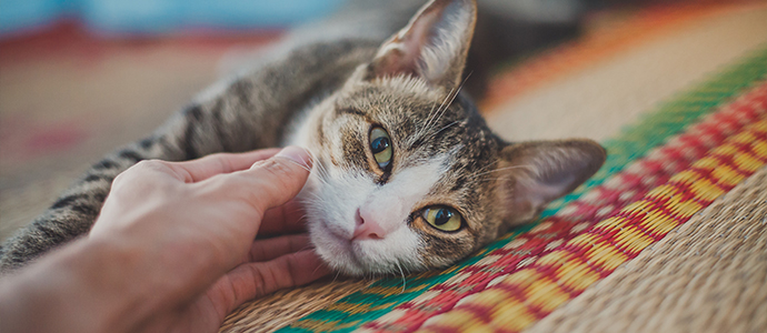 Soll ich meine Katze Kater sterilisieren oder kastrieren