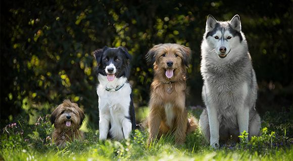 SALiNGO Hundefutter Probierpaket Trockenfutter – 2 Sorten Je 0,5 Kg, Getreidefrei & Ohne Zusatzstoffe